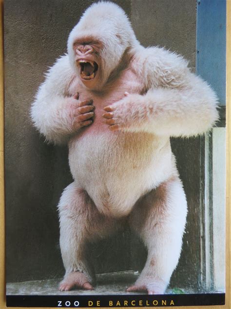 White gorilla - The Insider Trading Activity of White Emily on Markets Insider. Indices Commodities Currencies Stocks
